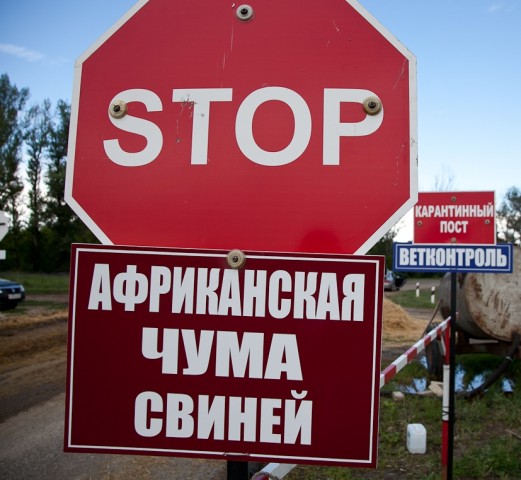 Во Владимирской области продолжаются вспышки африканской чумы
