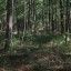 В Меленковском районе в лесу искали заблудившегося грибника