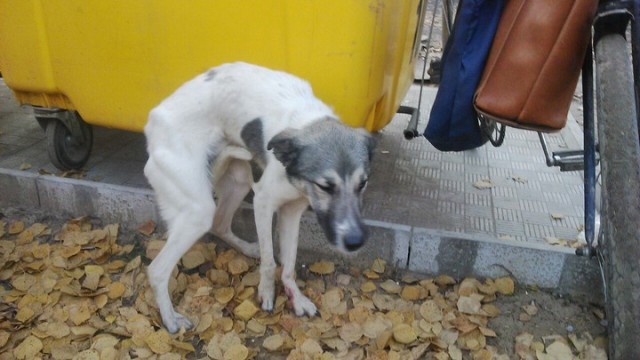 В Коврове в мусорном контейнере нашли израненного пса с петлей на шее