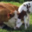 Список сельхозпредприятий Владимирской области пополнится двумя молочными фермами