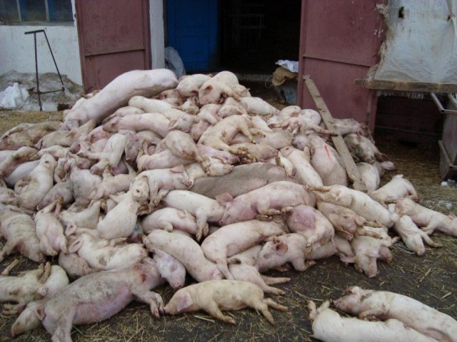 Губернатор Орлова проконтролирует борьбу с чумой свиней