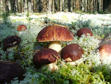 Владимирская область станет экспортёром грибов в Европу и СНГ