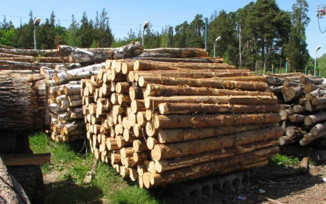В Судогде направлено в суд уголовное дело по факту незаконной рубки и сбыта древесины